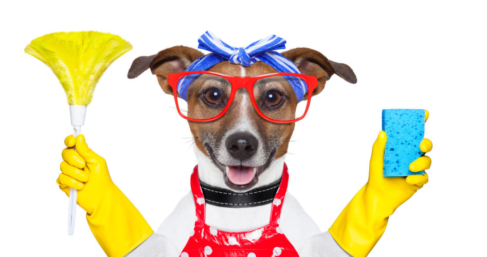 Dog dressed as a housewife with cleaning materials